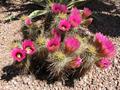 Strawberry hedgehog cactus